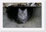 PICT3057 * ein Loch fuer meine Katze * 612 x 410 * (42KB)