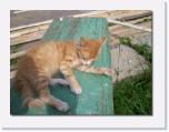 100_0104 * auch meine Katze ist K.O. * 612 x 462 * (42KB)