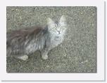 P1030369 * meine Katze immer dabei * 612 x 461 * (70KB)