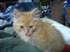 Klicken Sie auf das Bild, um es zu vergrößern